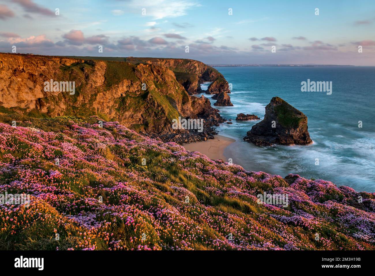 Bedruthan Steps; Thrift in Flower; Cornwall - Großbritannien Stockfoto
