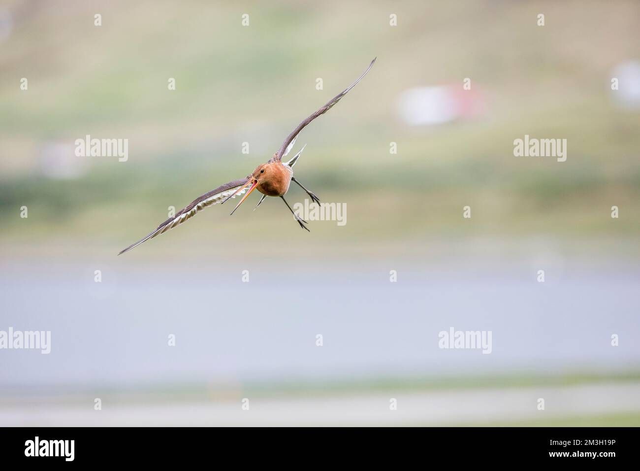 Schwarzschwanzgöttin; Limosa limosa; Flug; Großbritannien Stockfoto