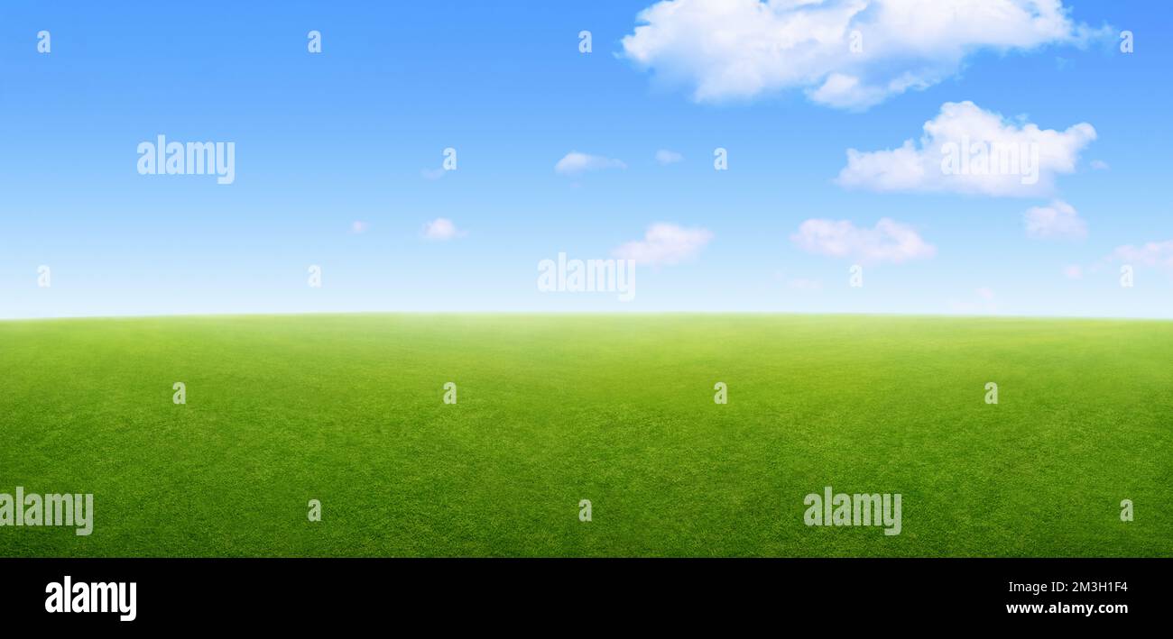 Grüne Grasfeldlandschaft und blauer Himmelshintergrund Stockfoto