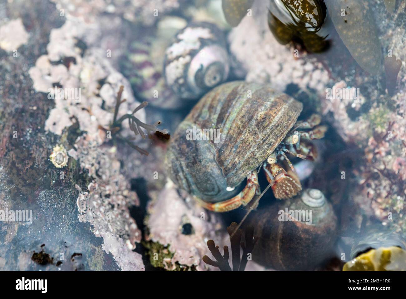 Gemeine Hermit-Krabbe; Pagurus bernhardus; Vereinigtes Königreich Stockfoto