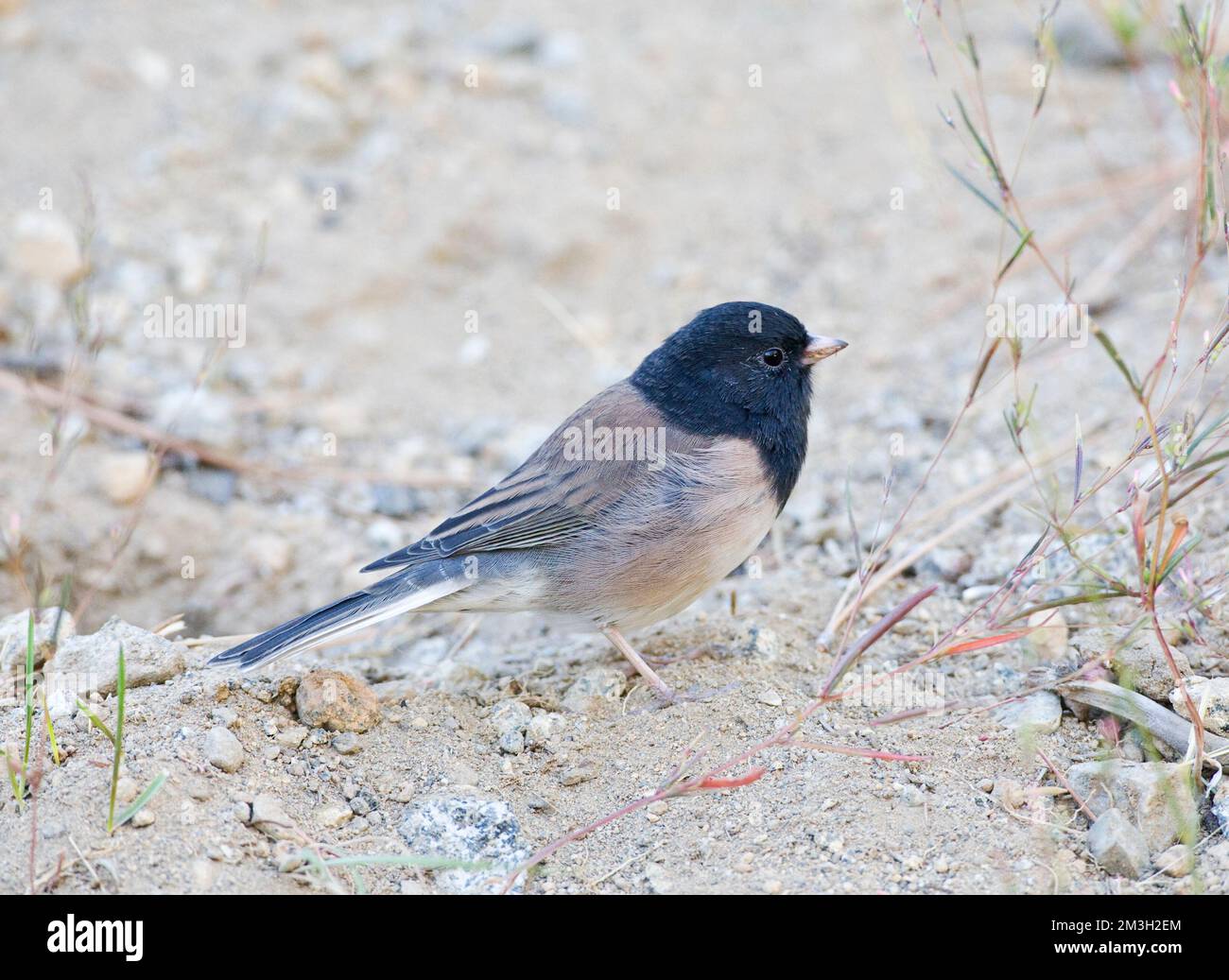 Grijze Junco, Oregon Dark-eyed Junco Stockfoto