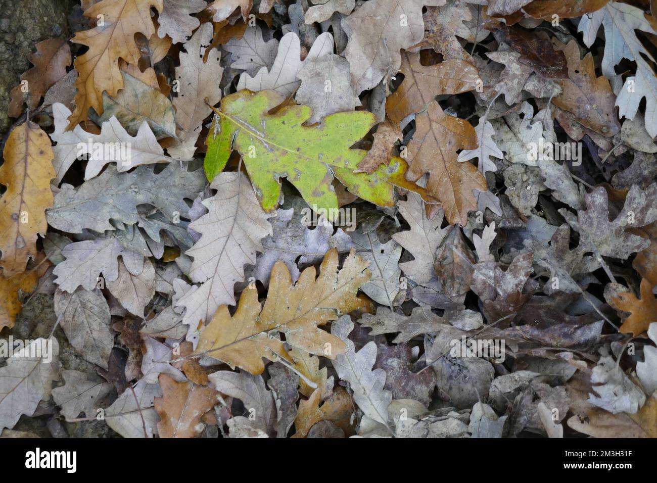 Herbst in den Bergen der toskanischen Apennine monte le Coste Stockfoto