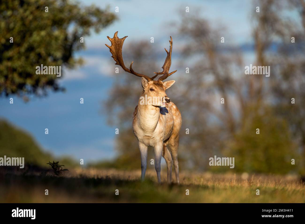 Fallow Deer; Dama dama; Buck; UK Stockfoto