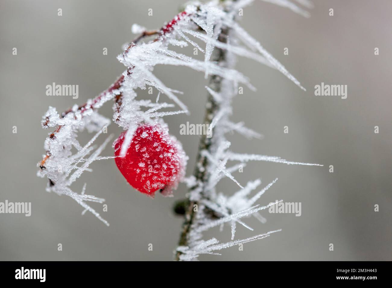 Frost Crystals on Berry; Winter; Cotswolds; UK Stockfoto