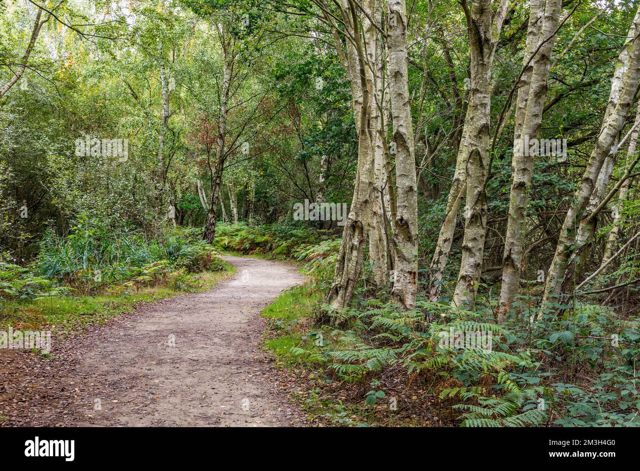 Hatfield Moor; Yorkshire; Vereinigtes Königreich Stockfoto