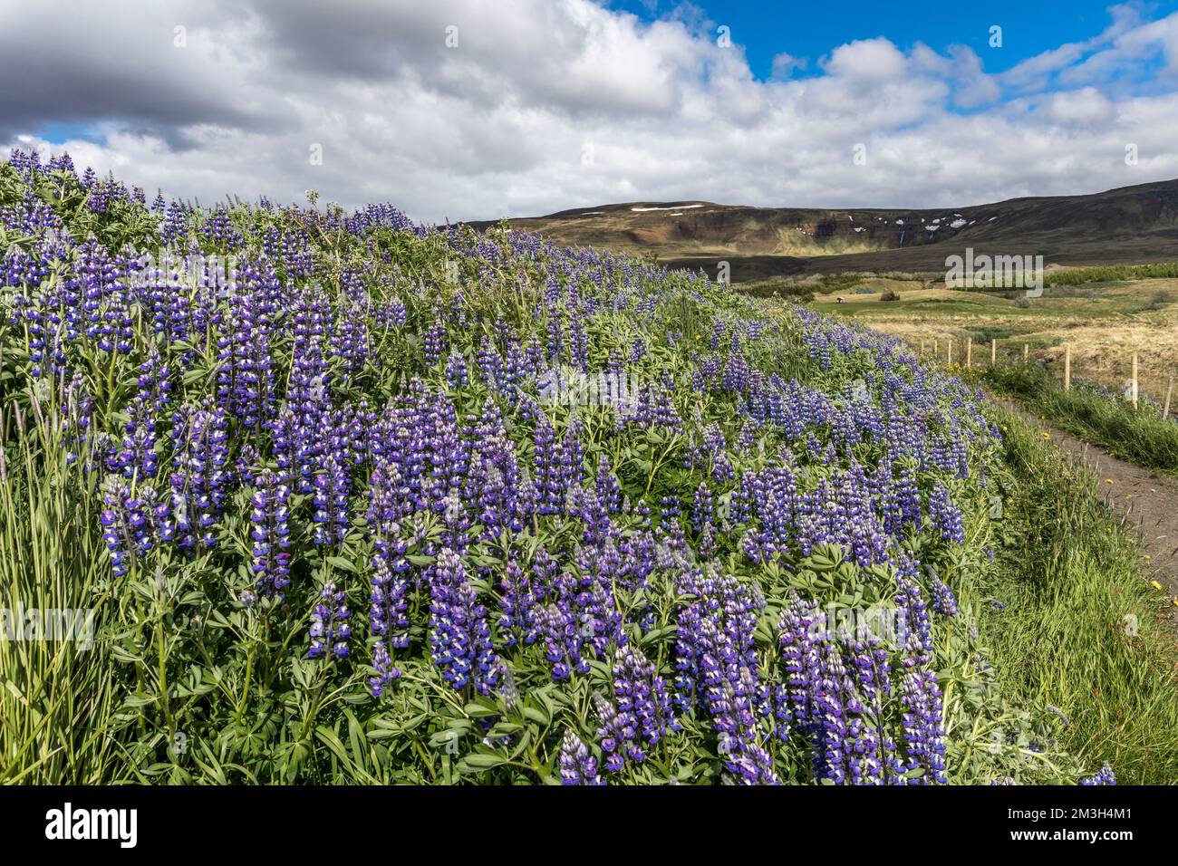 Lupinenblumen; Hvammstangi; Island Stockfoto