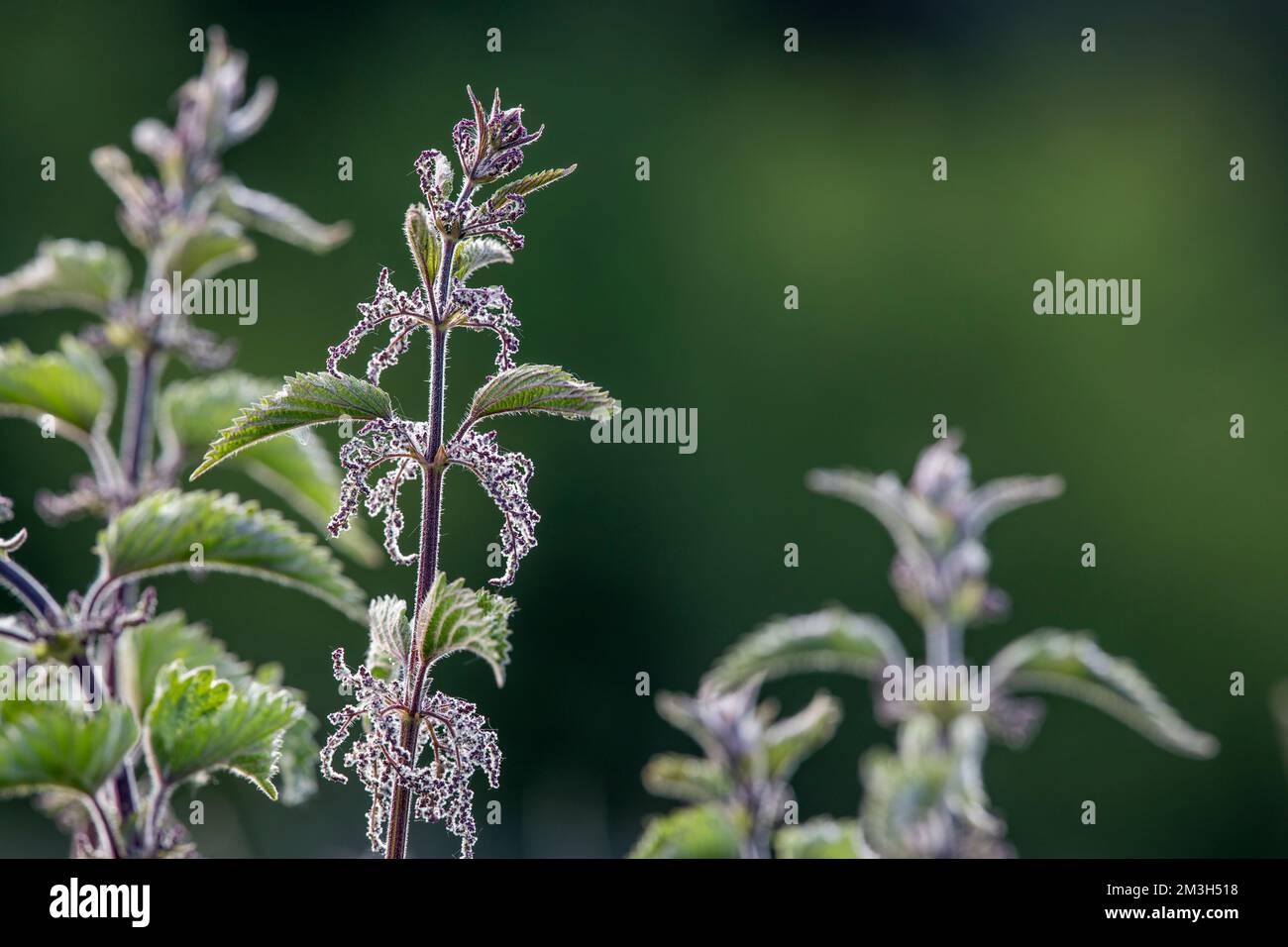 Brennnessel; Urtica dioica; in Blume; Großbritannien Stockfoto