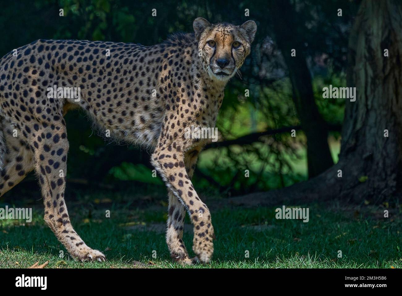 Münster, Deutschland - 07 30 2022: Der afrikanische Gepard ist das nüchterne Landsäugetier auf der Erde und wird durch sein geflecktes Fell gut getarnt. Stockfoto