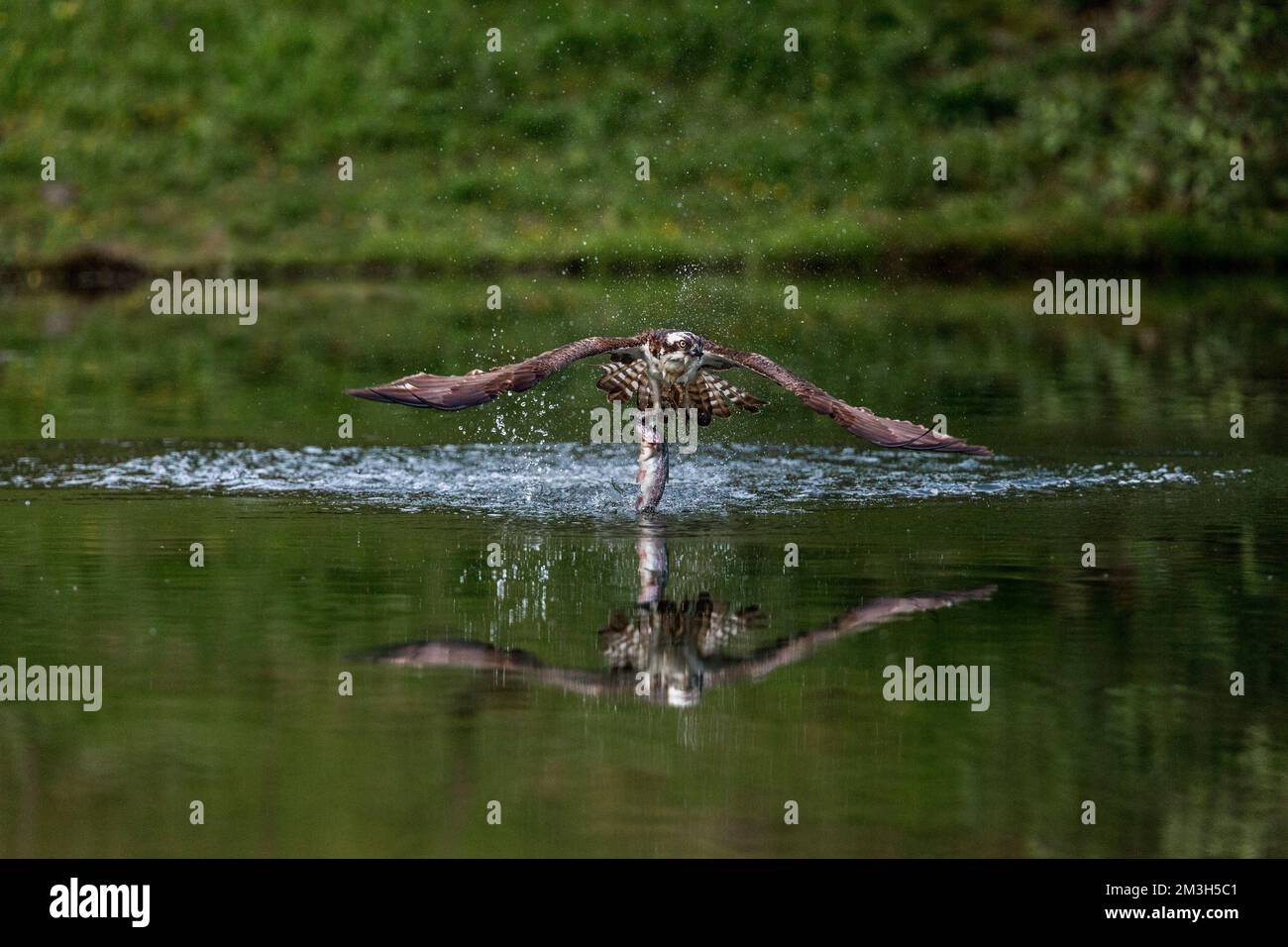 Fischadler; Pandion Haliaetus; Angeln; Entstehende Wasser; Aviemore; Schottland Stockfoto