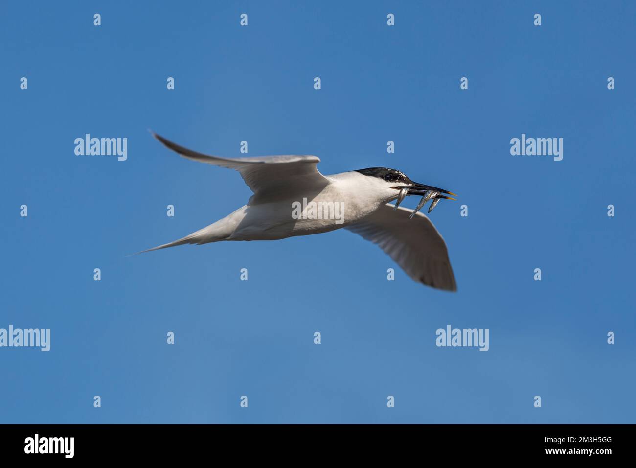 Sandwich Tern; Sterna sandvicensis; Flight Carry Fish; Vereinigtes Königreich Stockfoto