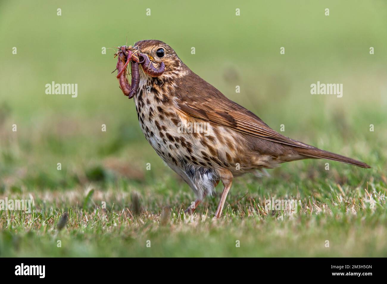 Song Thrush; Turdus philomelos; with Worms; UK Stockfoto
