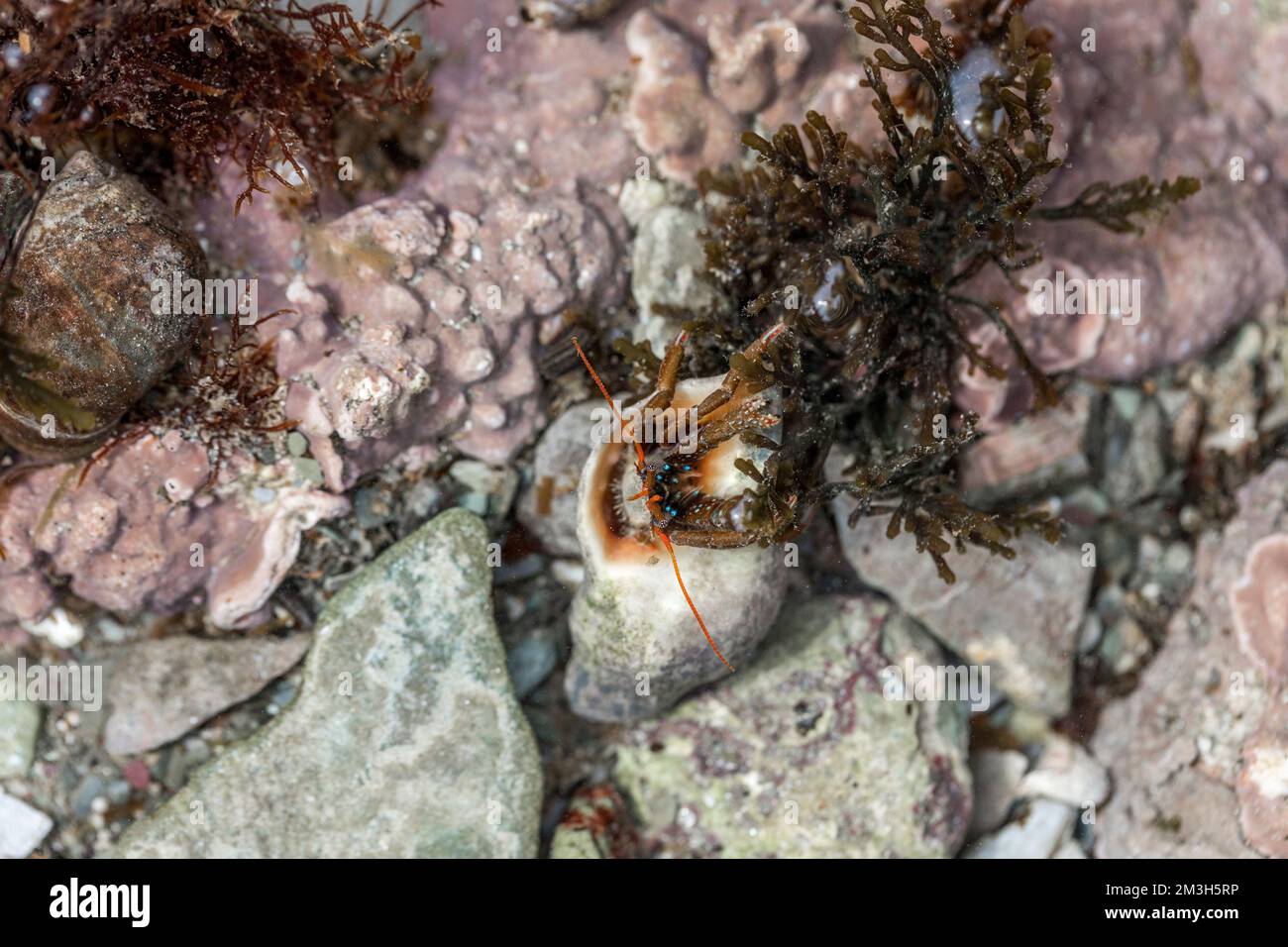 St. Piran's Crab; Clibanarius erythropus; Großbritannien Stockfoto