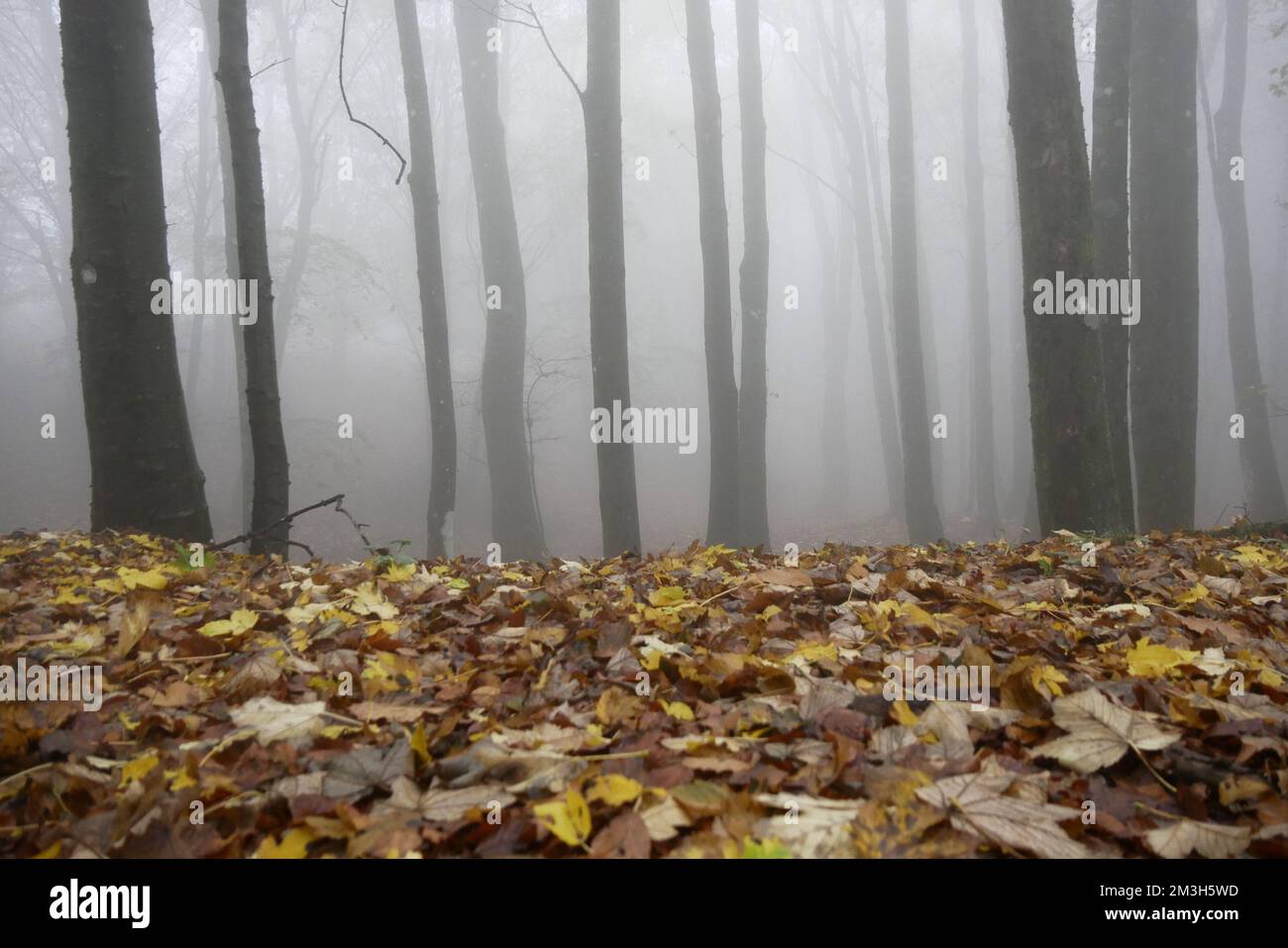 bosco nella riserva naturale dell'Acquerino Cantagallo, Prato, Italien Stockfoto