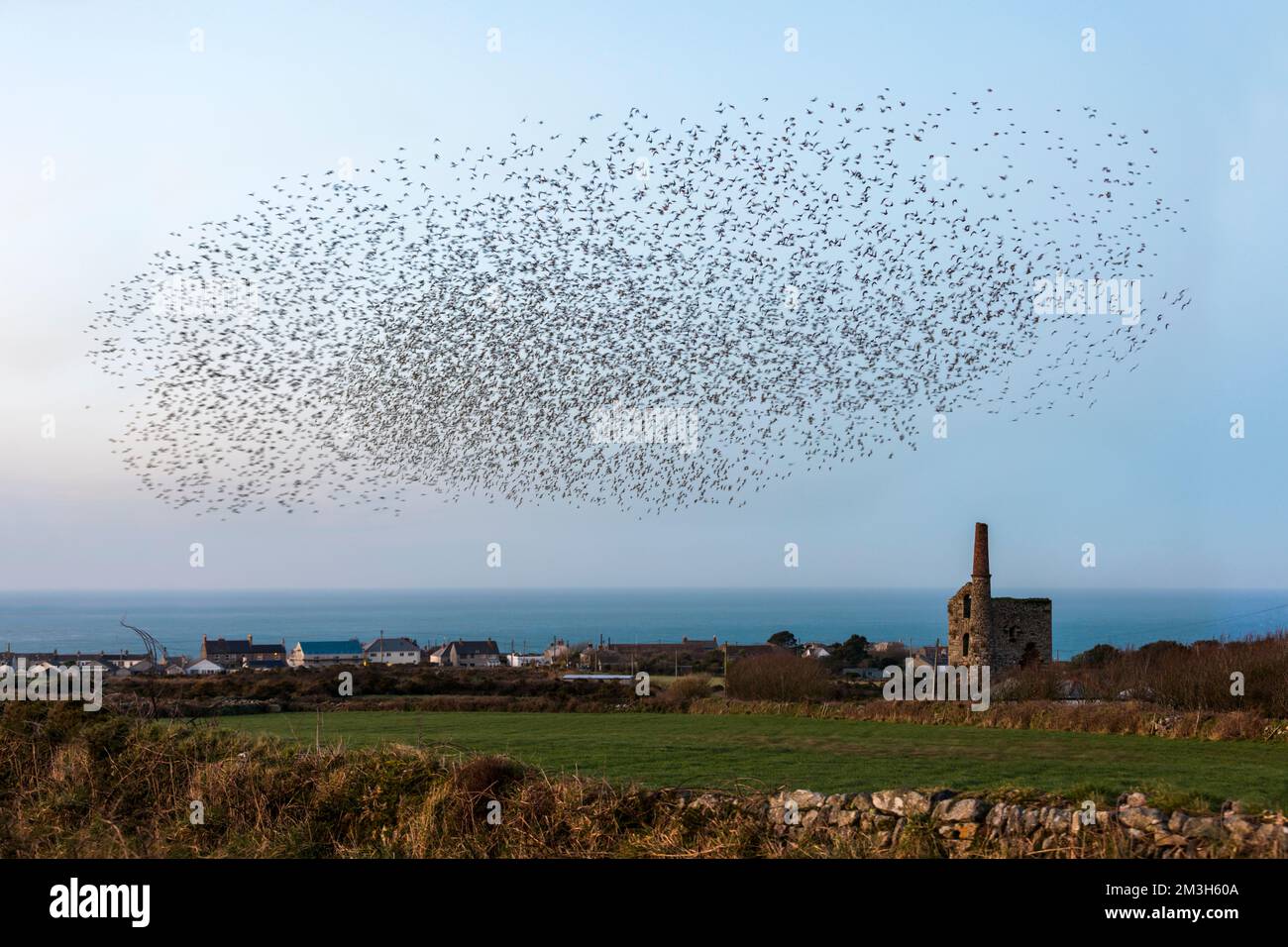 Starling Roost; Sturnus vulgaris; Cornwall; Großbritannien Stockfoto