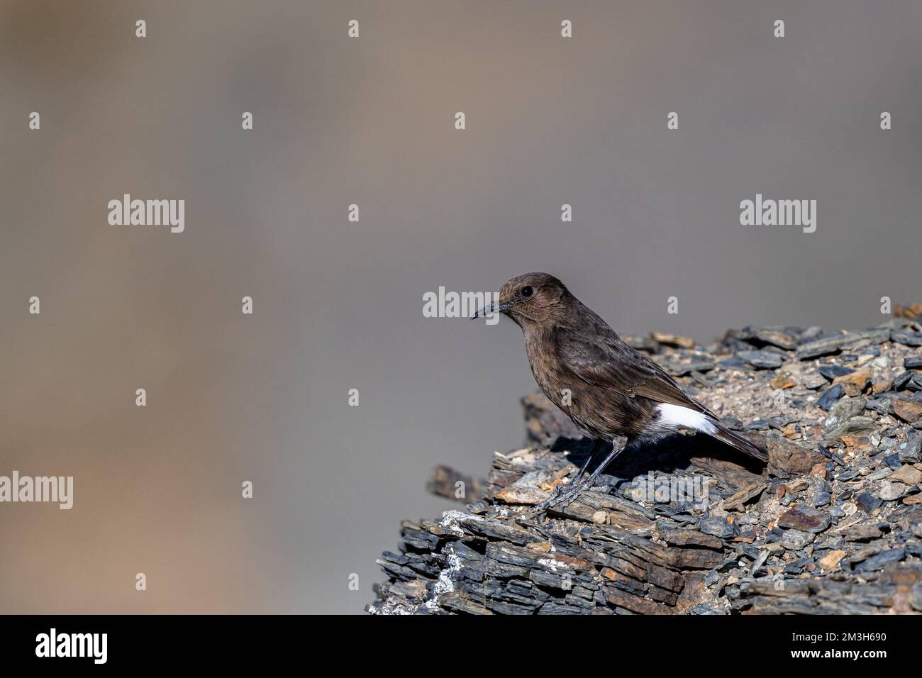 Schwarzes Weizenohr, Oenanthe leucura, Marokko. Stockfoto