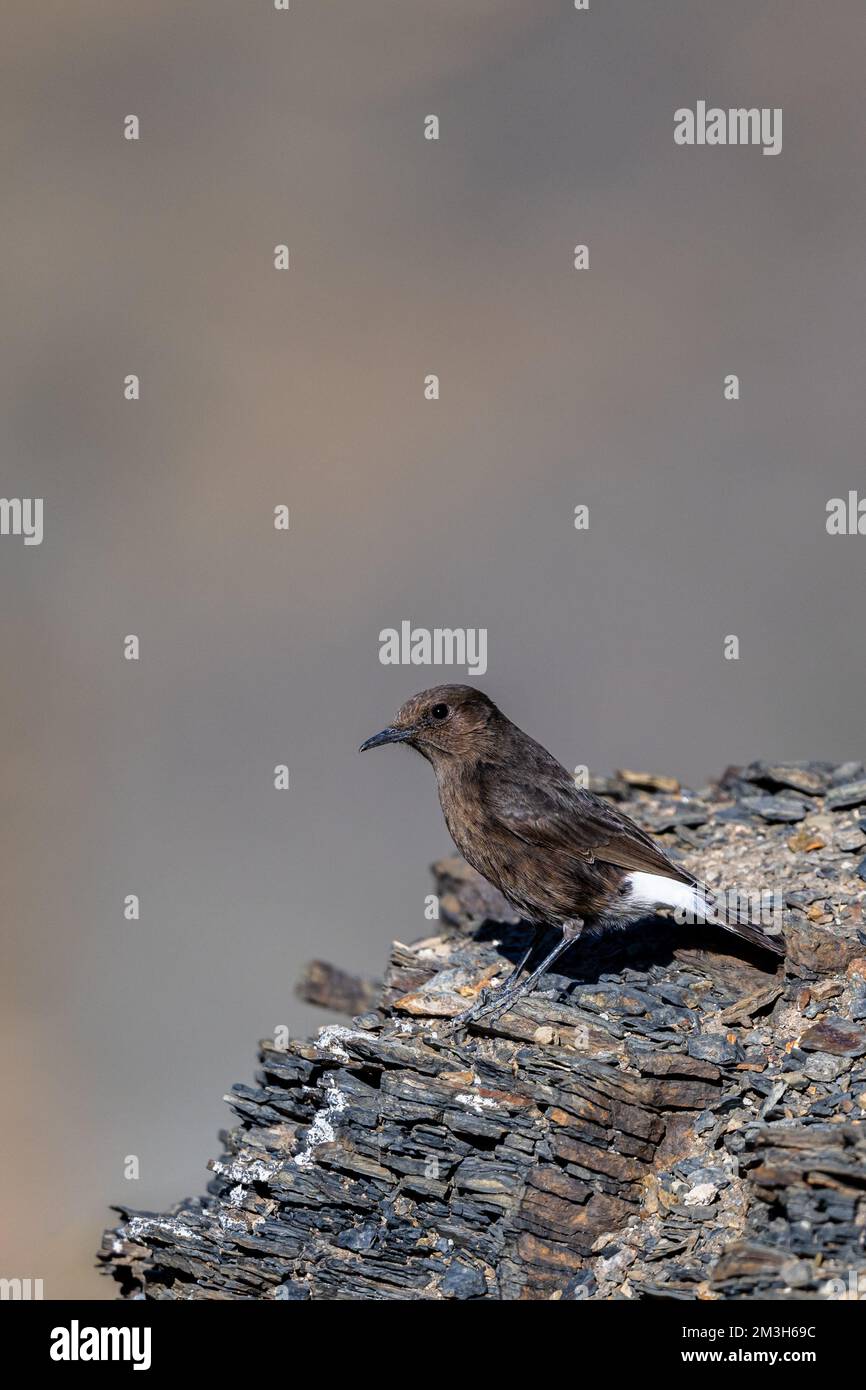 Schwarzes Weizenohr, Oenanthe leucura, Marokko. Stockfoto