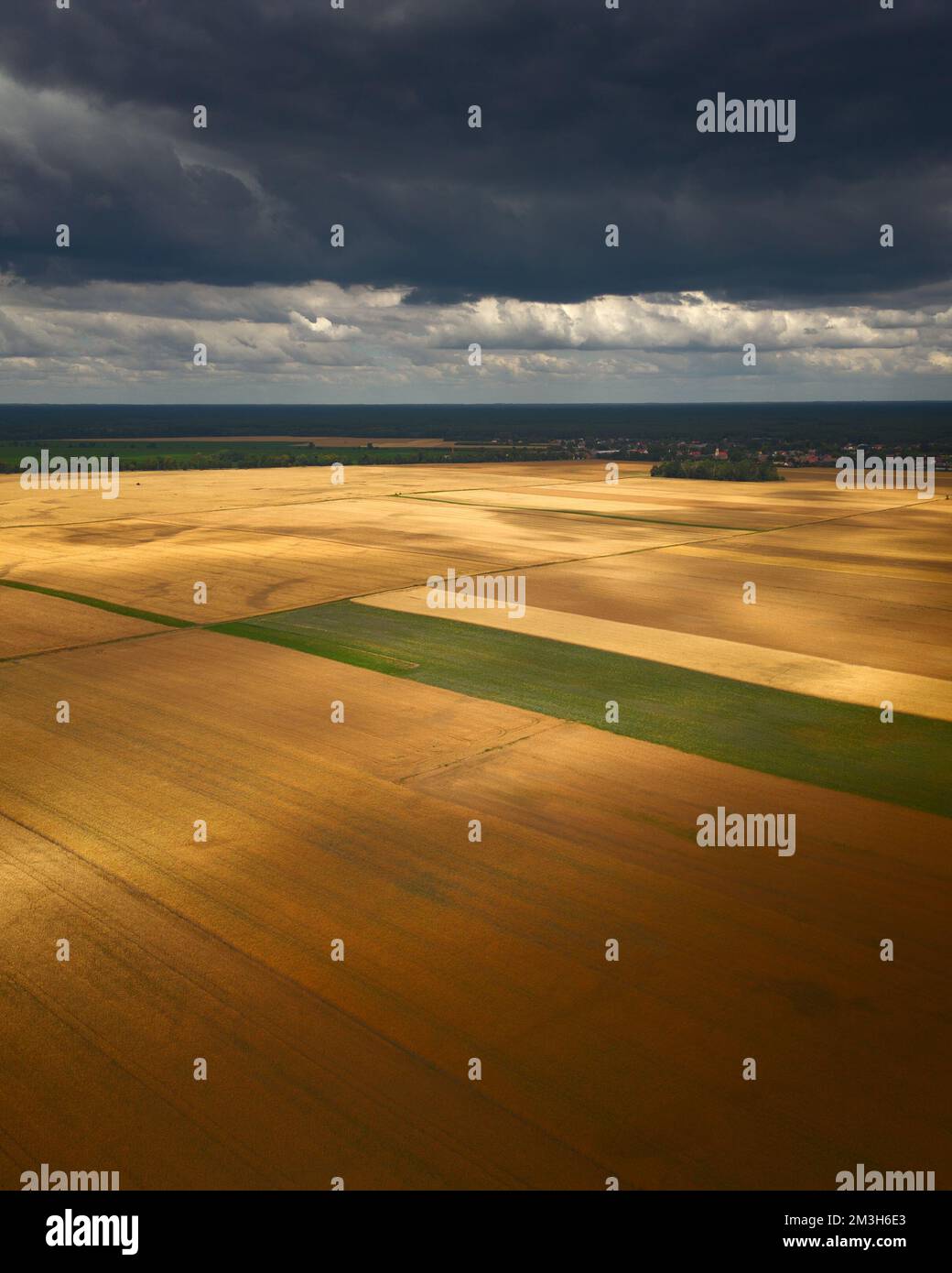 Wunderschöne Kornfeldansicht von der Drohne Stockfoto