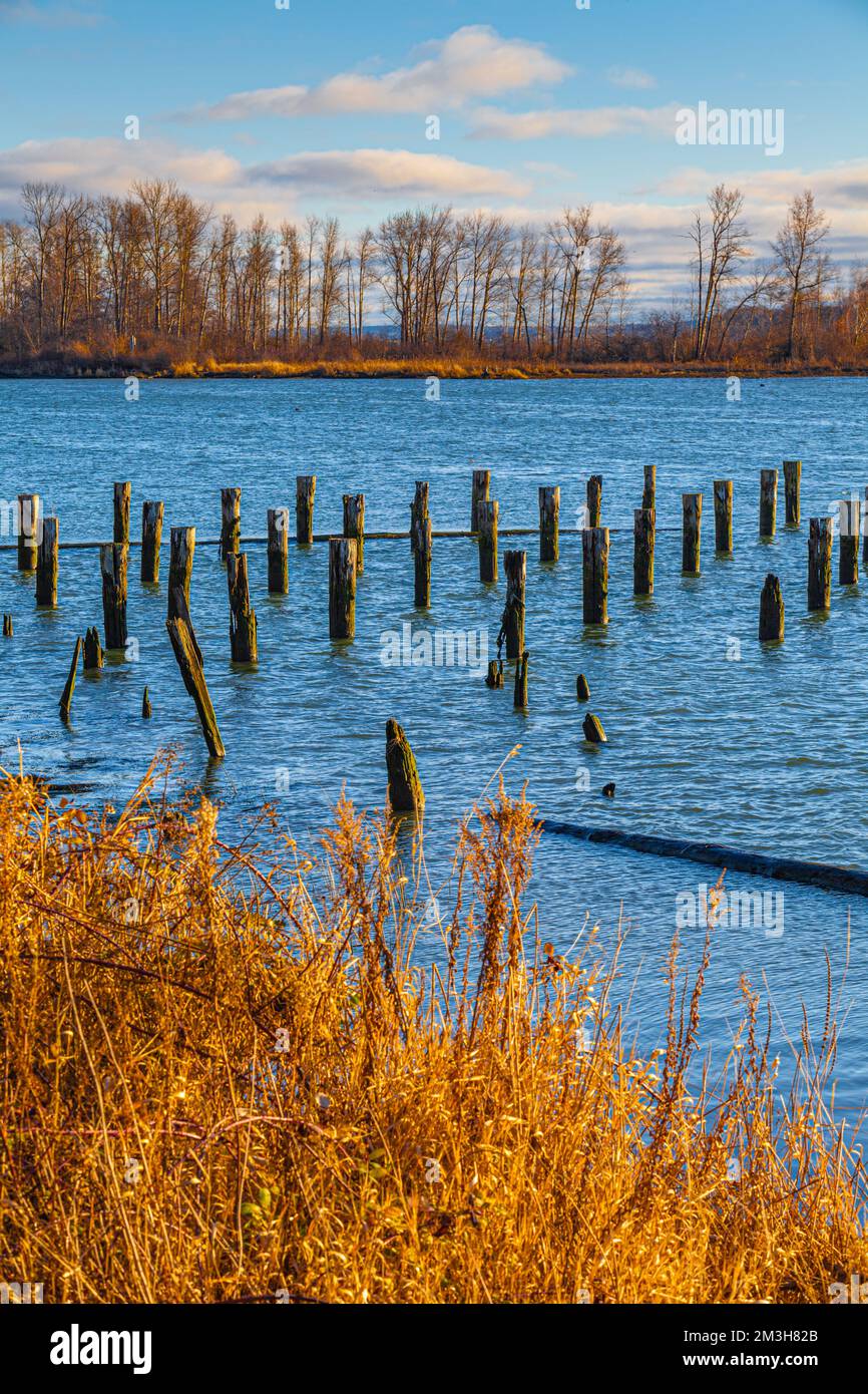 Holzpfähle entlang der Uferpromenade von Steveston in British Columbia, Kanada Stockfoto