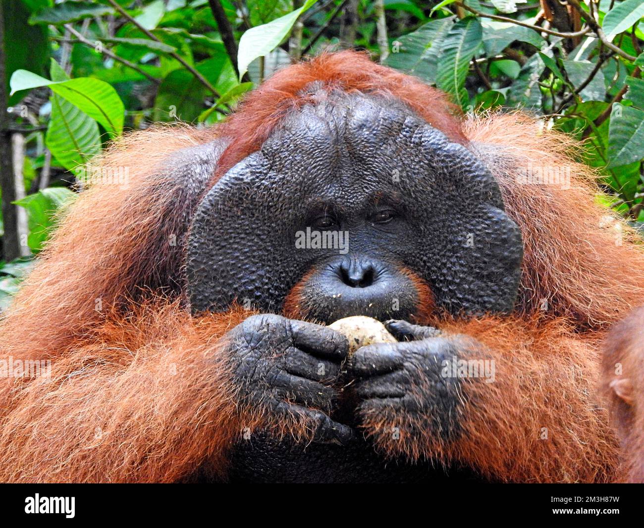 Männlicher Orang-Utan - Insel Borneo - Indonesien Stockfoto