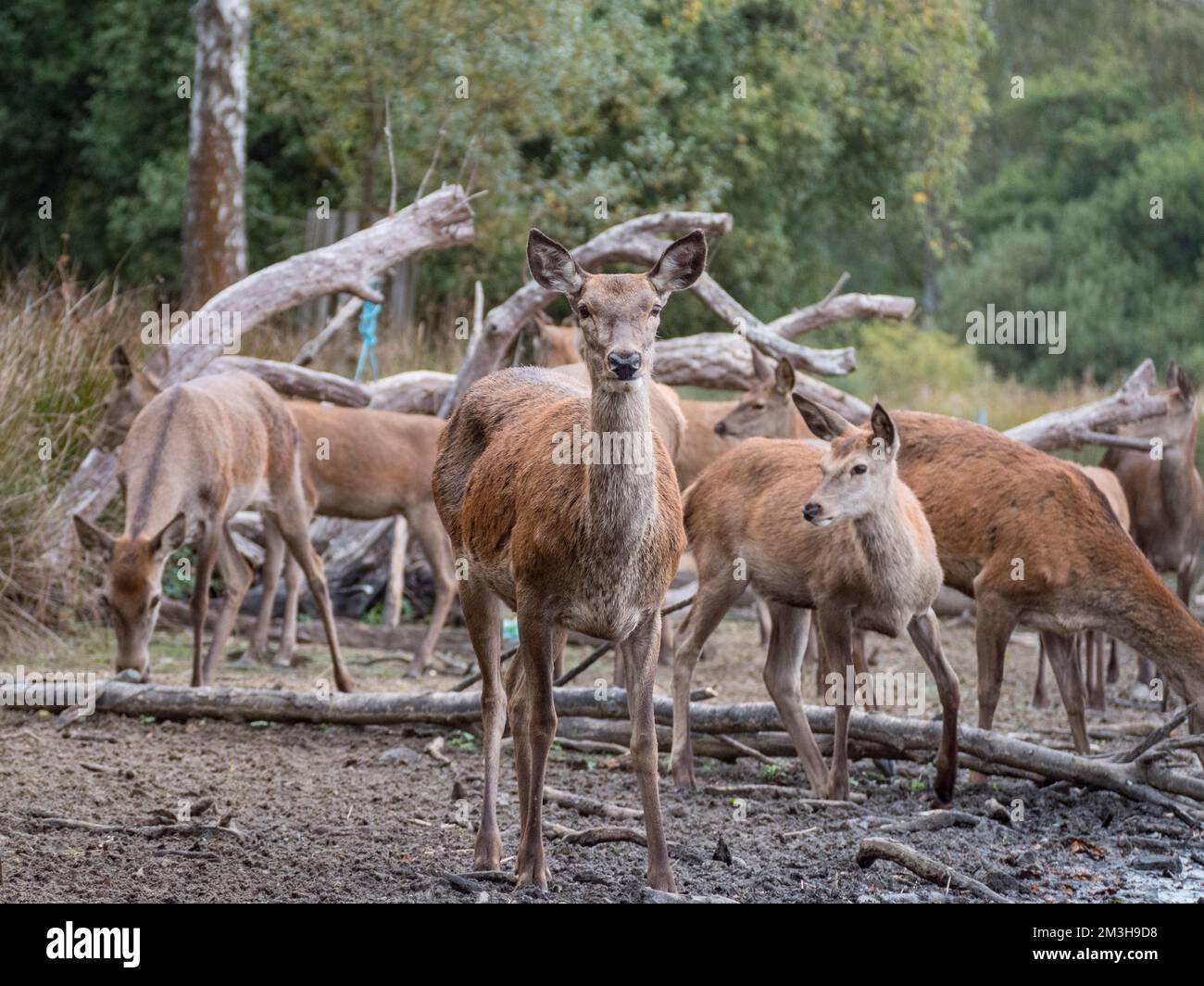 Rote Hirsche starren auf die Kamera am Rand von Pen Ponds, Richmond Park, Großbritannien. Stockfoto