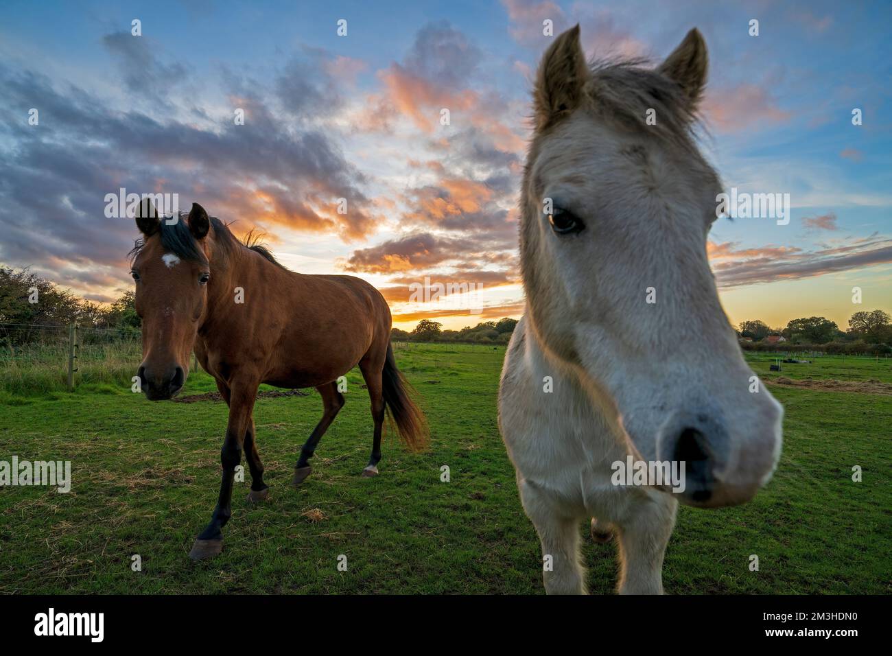 Pferde-Equus Caballus bei Sonnenuntergang. Stockfoto