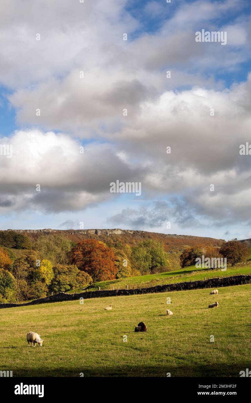 Schafe auf Feldern im Herbst in Derbyshire um Stoney Middleton, England Stockfoto