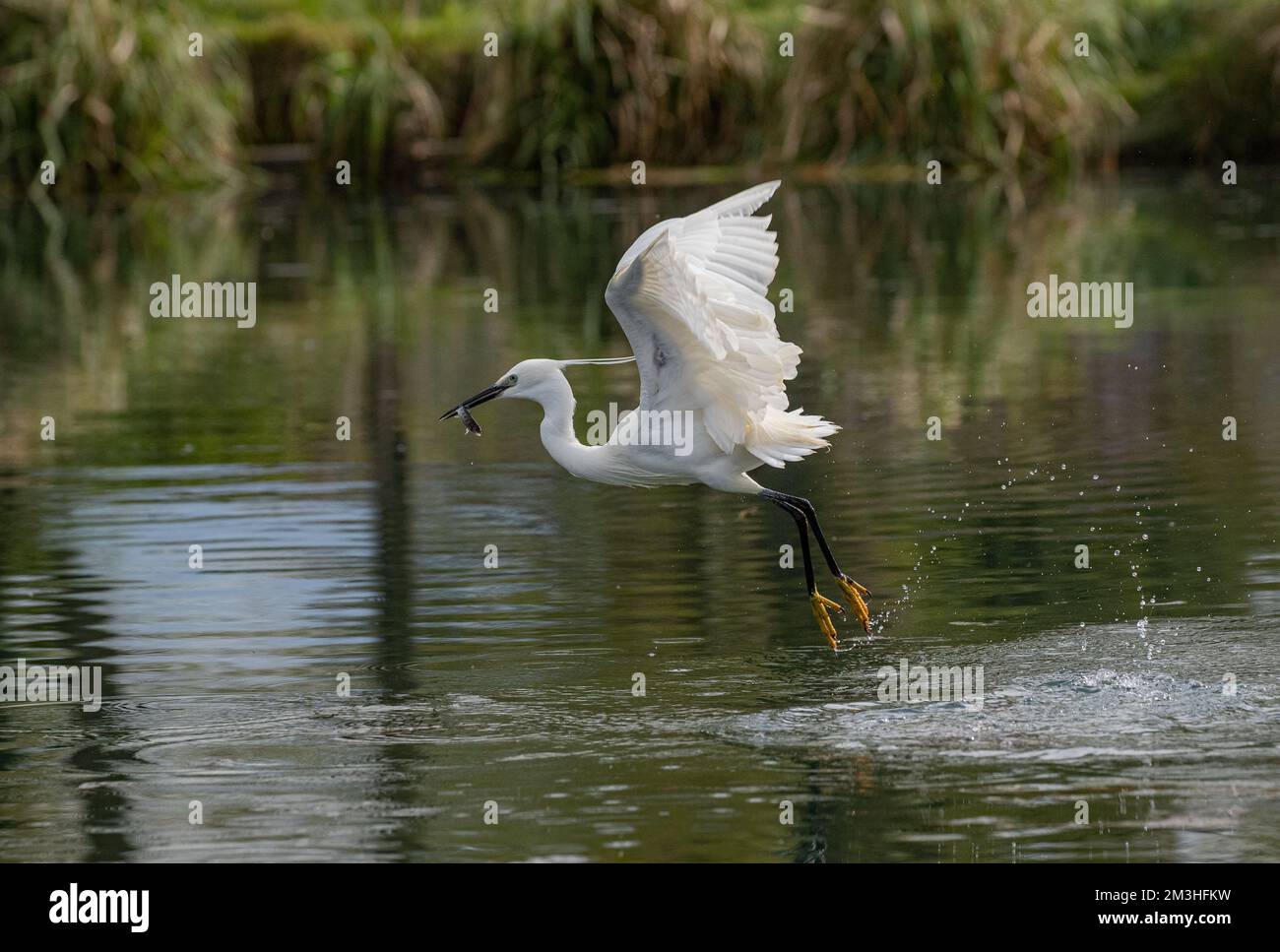 Ein kleiner Egret (Egretta garzetta), der aus einem See mit einem Fisch im Schnabel steigt. Rutland, Großbritannien Stockfoto