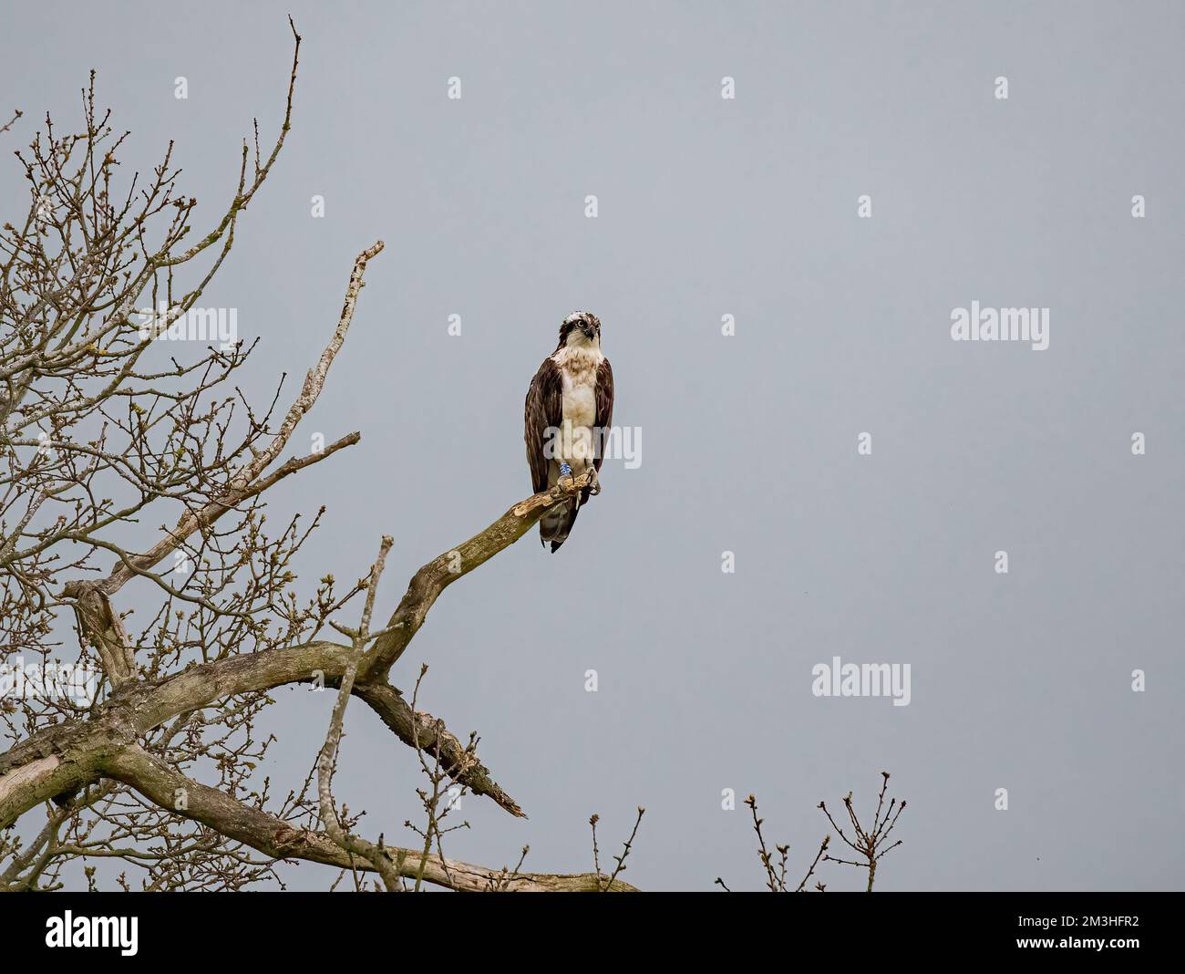 Ein Foto eines Fischadlers (Pandion haliaetus), der in einem toten Baum hoch oben steht. Bereit und konzentriert auf die Aufgabe vor dem Fang eines Fischs . Rutland UK Stockfoto