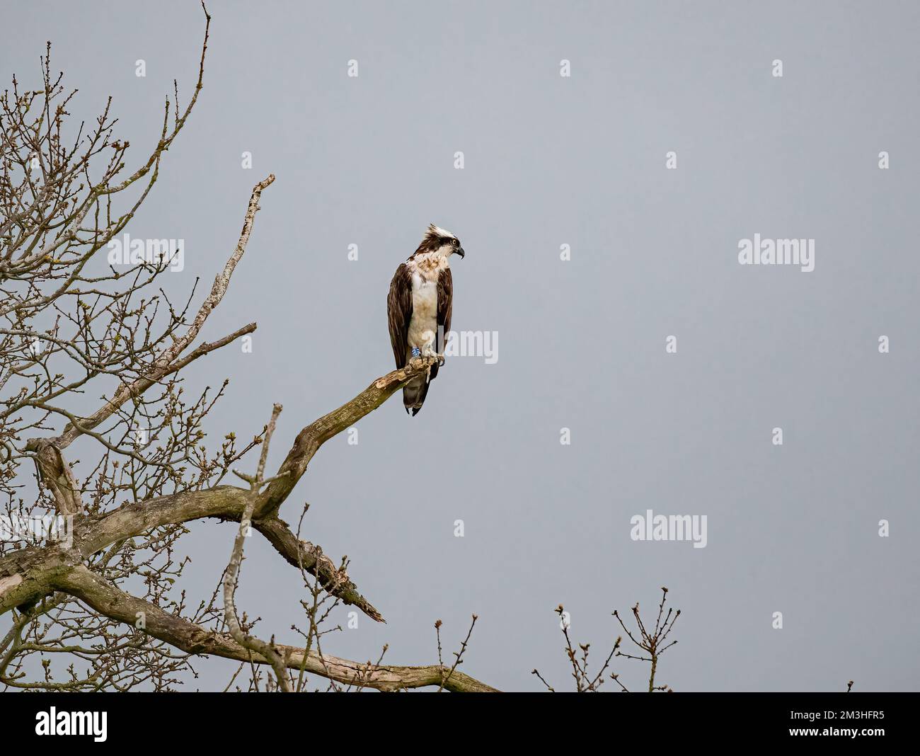 Ein Foto eines Fischadlers (Pandion haliaetus), der auf einem toten Baum wartet. Bereit und konzentriert auf die Aufgabe vor dem Fang eines Fischs . Rutland UK Stockfoto