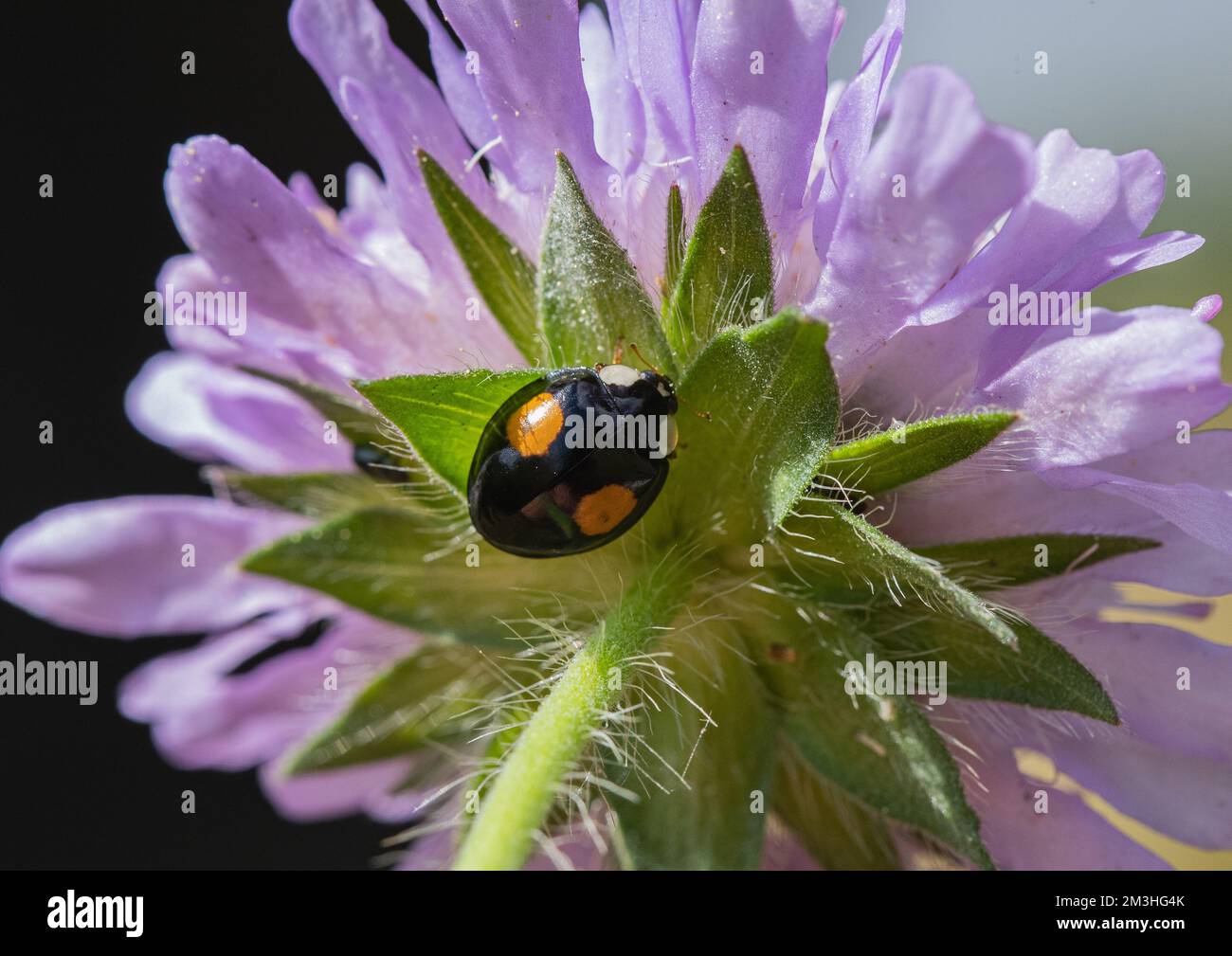 Ein melanischer Zweifleck-Harlekin-Marienkäfer (Harmonia axyridis) an der Unterseite einer grausamen Feldblume. Suffolk, Großbritannien Stockfoto