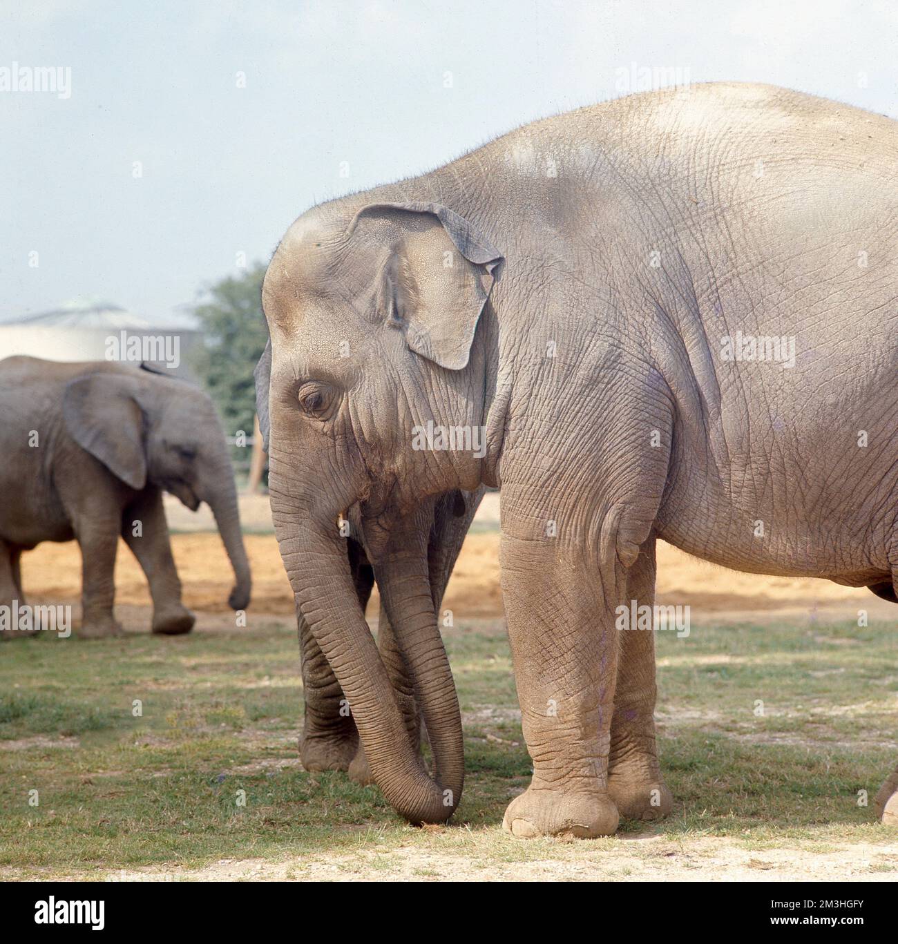 1980er, historisch, Seitenansicht eines asiatischen Elefanten draußen in einem Safaripark, England, Großbritannien. Das Bild zeigt einen indischen Elefanten, seine Größe und Form und seine lederne, hellbraune Haut. Stockfoto