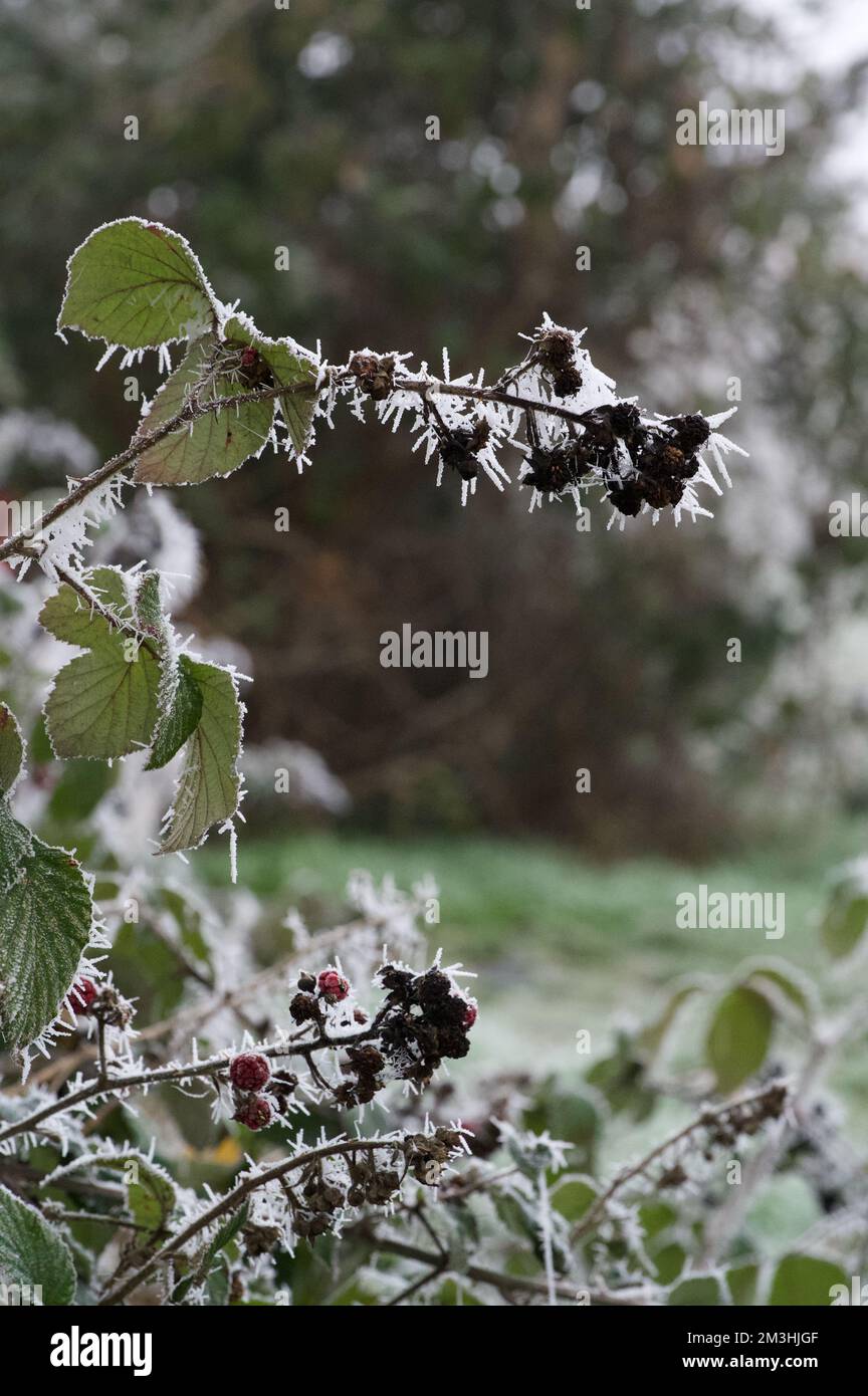 Eine eisige Bromblase: brombeerbusch (Rubus fruticosus) mit Blättern und Beeren, die von scharfem, weißem Eiszapfen eines schweren Winterfrosts bedeckt sind Stockfoto