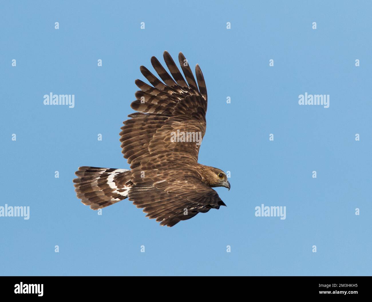Madagaskarkoekoekswouw, een endemische roofvogel van Madagaskar; Madagaskar Kuckuck Hawk (Aviceda madagascariensis) ist eine endemische Raptor von Madagaskar Stockfoto