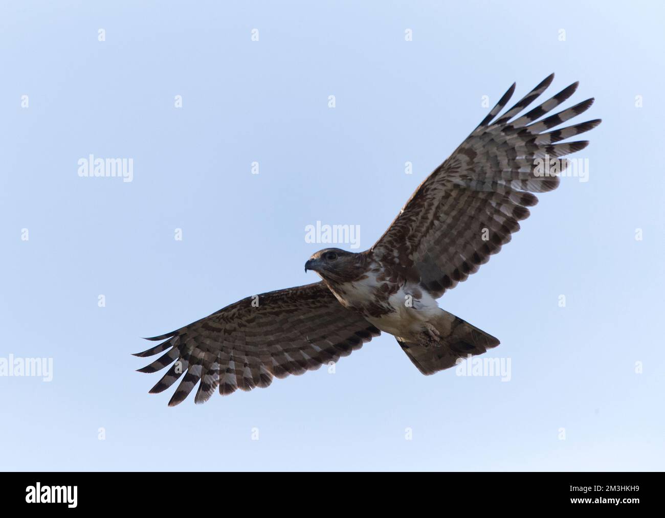 Madagaskarkoekoekswouw, een endemische roofvogel van Madagaskar; Madagaskar Kuckuck Hawk (Aviceda madagascariensis) ist eine endemische Raptor von Madagaskar Stockfoto