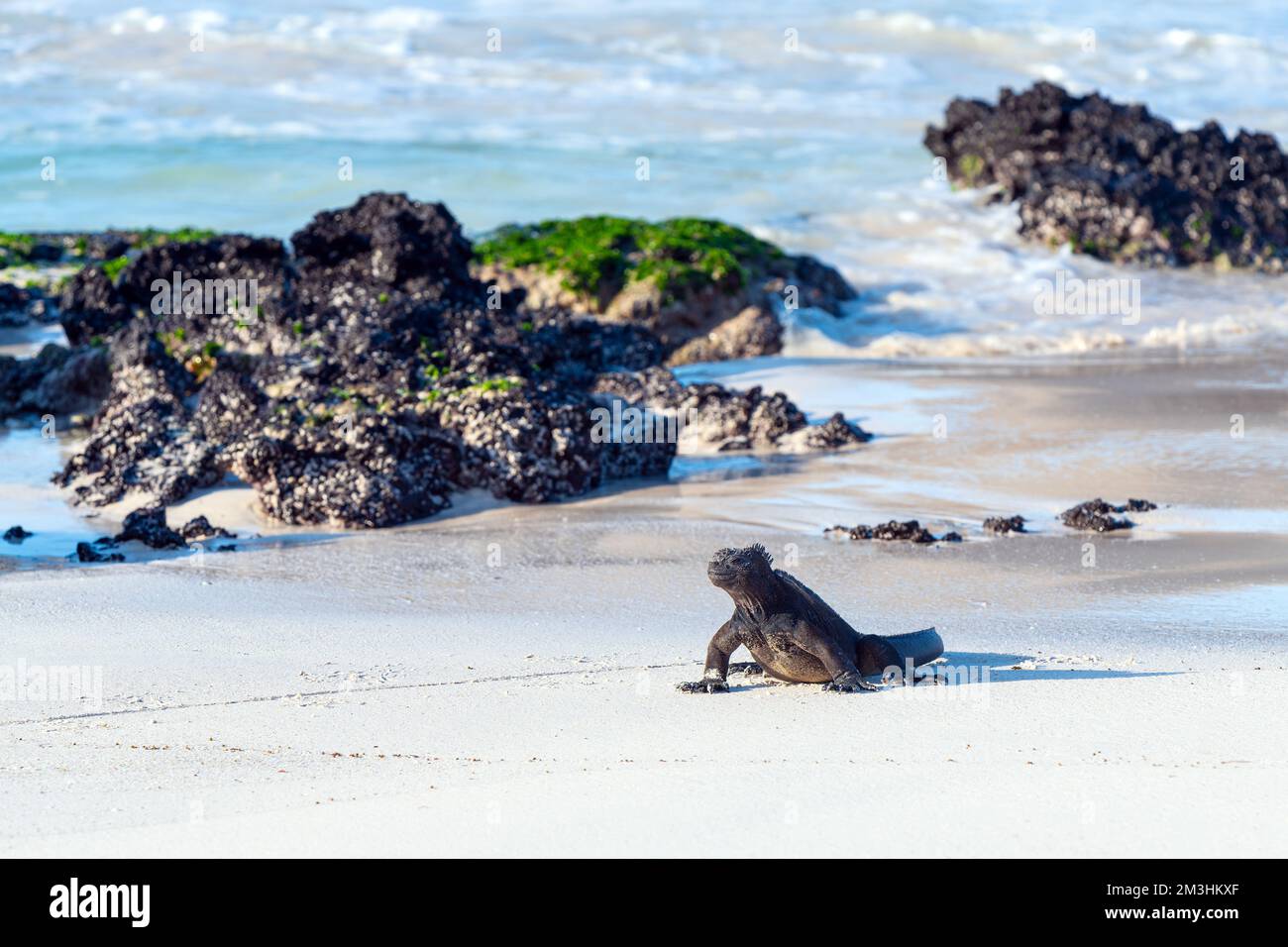 Galapagos Marine Iguana (Amblyrhynchus cristatus) am Cerro Brujo (Wizard's Hill) Strand, San Cristobal Insel, Galapagos Nationalpark, Ecuador. Stockfoto