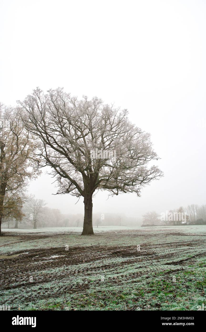 Ein dramatischer Winterbaum mit toten braunen Zweigen auf einem schlammigen Feld an einem frostigen, kalten Wintertag: Schnee und eisbedecktes Gras auf einer nebligen Farm Stockfoto