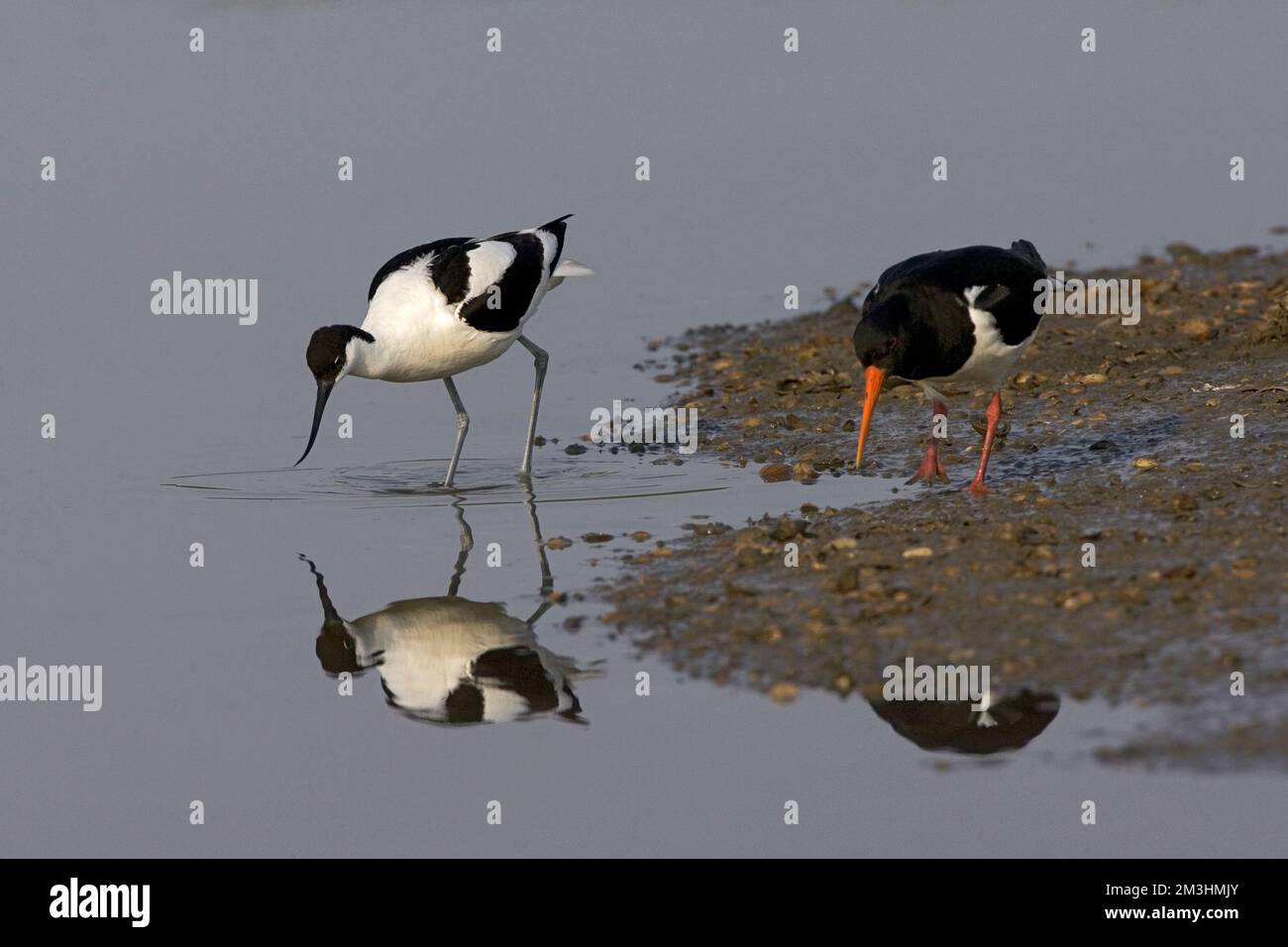Eurasischen Austernfischer und Pied Avocet argumentieren; Scholekster de Kluut kibbelend Stockfoto