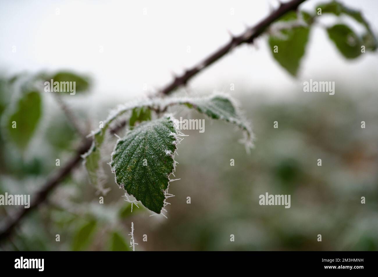 Detaildarstellung von Eiszapfen und Frost (von Winterhoar Frost) auf den grünen Blättern eines Brombeerbusches - Rubus fruticosus. Stockfoto