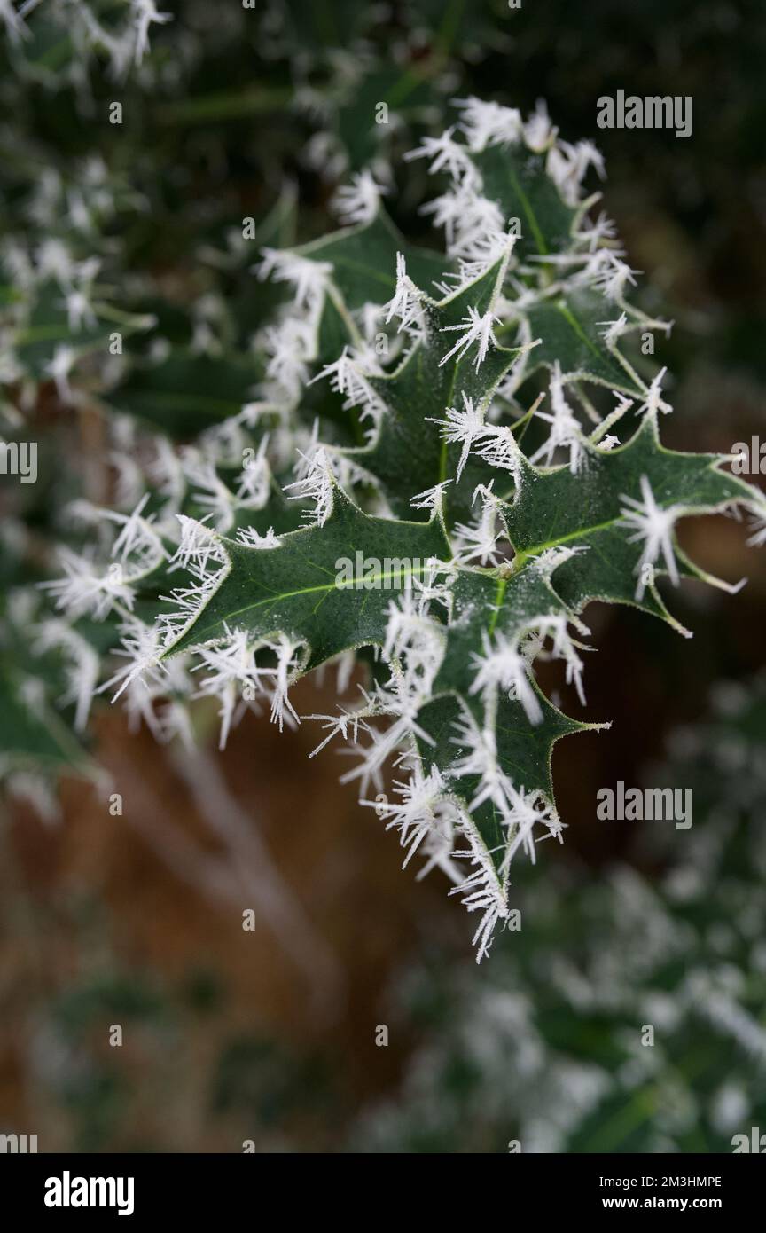 Dunkelgrüne Stechholzblätter (ilex) auf einem festlichen Busch, bedeckt mit feinen, dünnen, weißen Eiszapfen von einem Heufrost Stockfoto