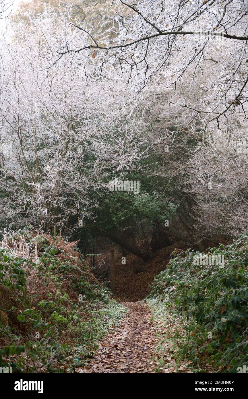 Ein Wanderweg auf dem Land: Waldwege an einem eiskalten Wintertag. Goldrote und braune Blätter auf dem Boden unter schneebedeckten oder frostbedeckten Zweigen. A Stockfoto