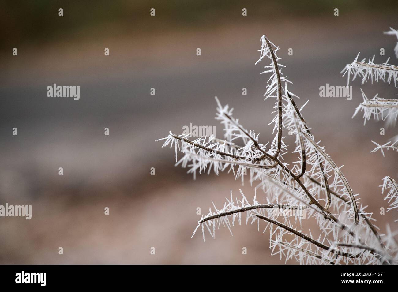 Spikige weiße Eiszapfen hängen an den nackten schwarzen Zweigen und Zweigen eines Busches nach einem schweren, kalten Frost im Winter. Stockfoto