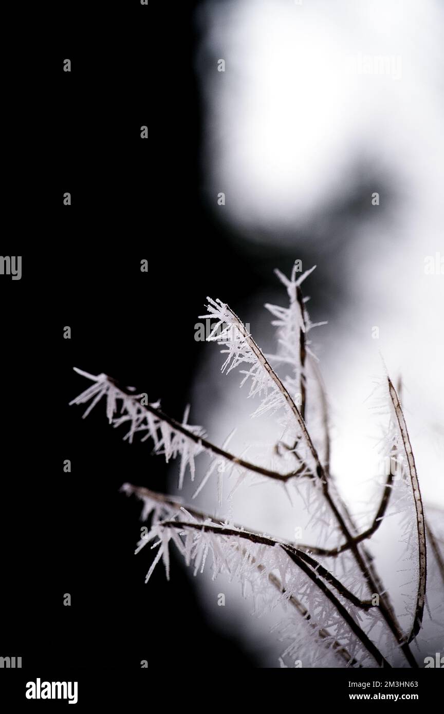 Spikige weiße Eiszapfen hängen an den nackten schwarzen Zweigen und Zweigen eines Busches nach einem schweren, kalten Frost im Winter. Dramatische Nahaufnahme mit schwarzem und Stockfoto