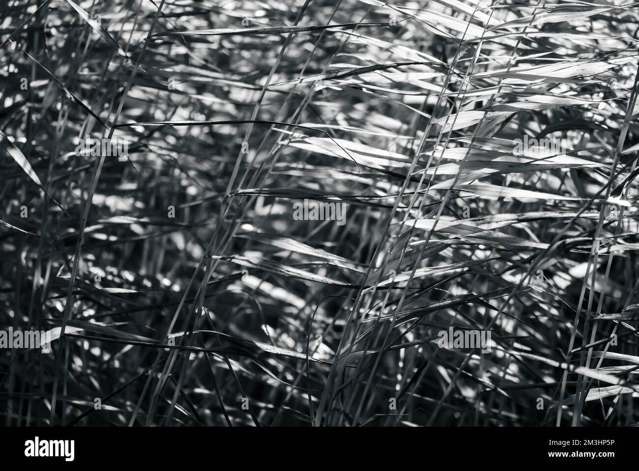 Abstraktes natürliches Hintergrundfoto mit trockenen Schilfblättern an einem sonnigen Tag, schwarz-weiß Stockfoto