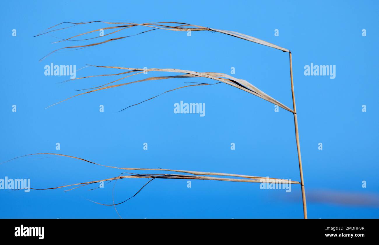 Hohes trockenes Gras, das über den blauen Himmelshintergrund winkt. Abstrakter natürlicher Fotohintergrund Stockfoto