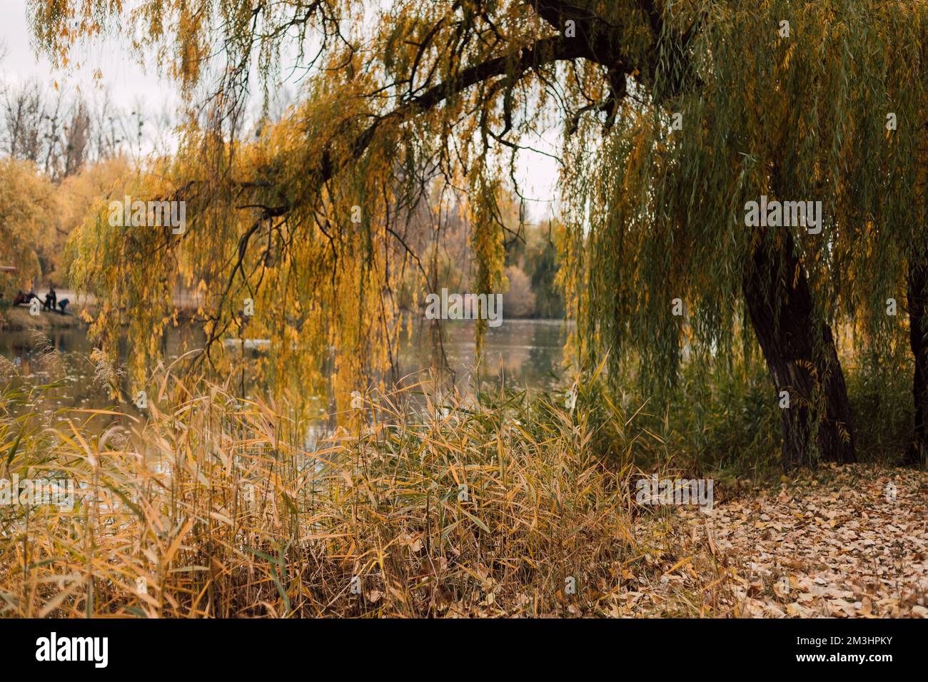 Wunderschöne große Weide über dem Wasser im Herbst. Landschaft, Natur Stockfoto