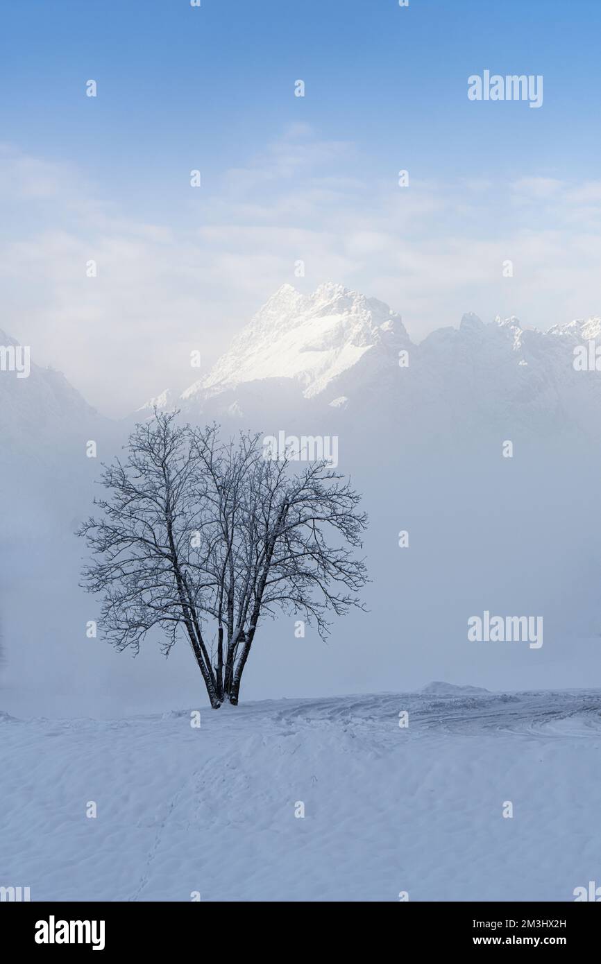 Ein Baum im Schnee in einer alpinen Landschaft mit Morgennebel Stockfoto