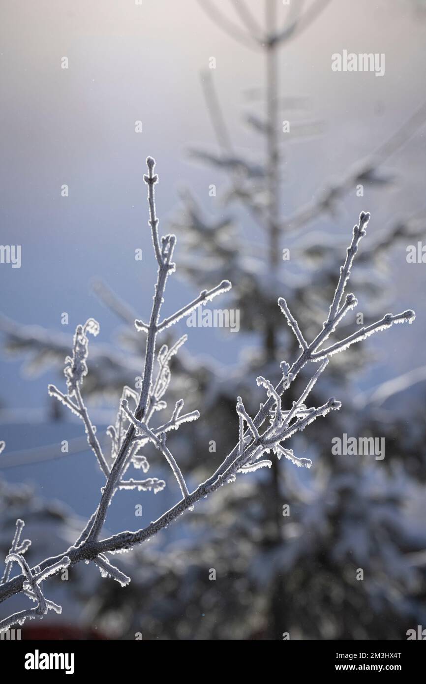 Detail eines Astes mit Schnee Stockfoto