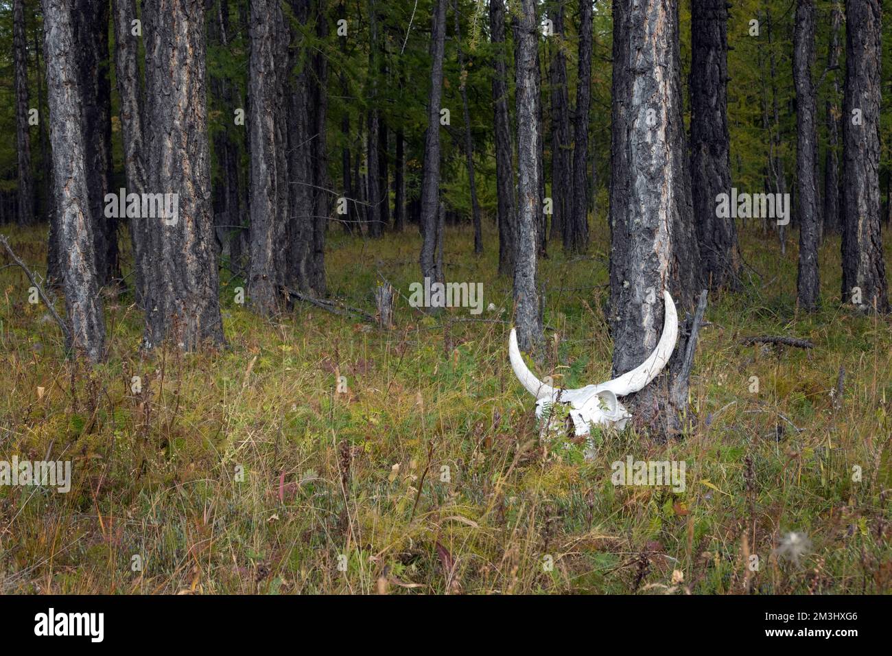 Ein Stierkopf, der sich am Wald auf einen Baum lehnt. Yak-Schädel mit großen Hörnern in einem Sumpf. Stockfoto