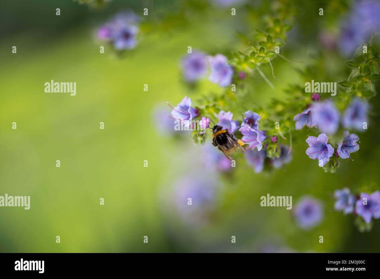 Hummel auf einer Blume im Garten. Biene in einem einheimischen Buschland in england Stockfoto