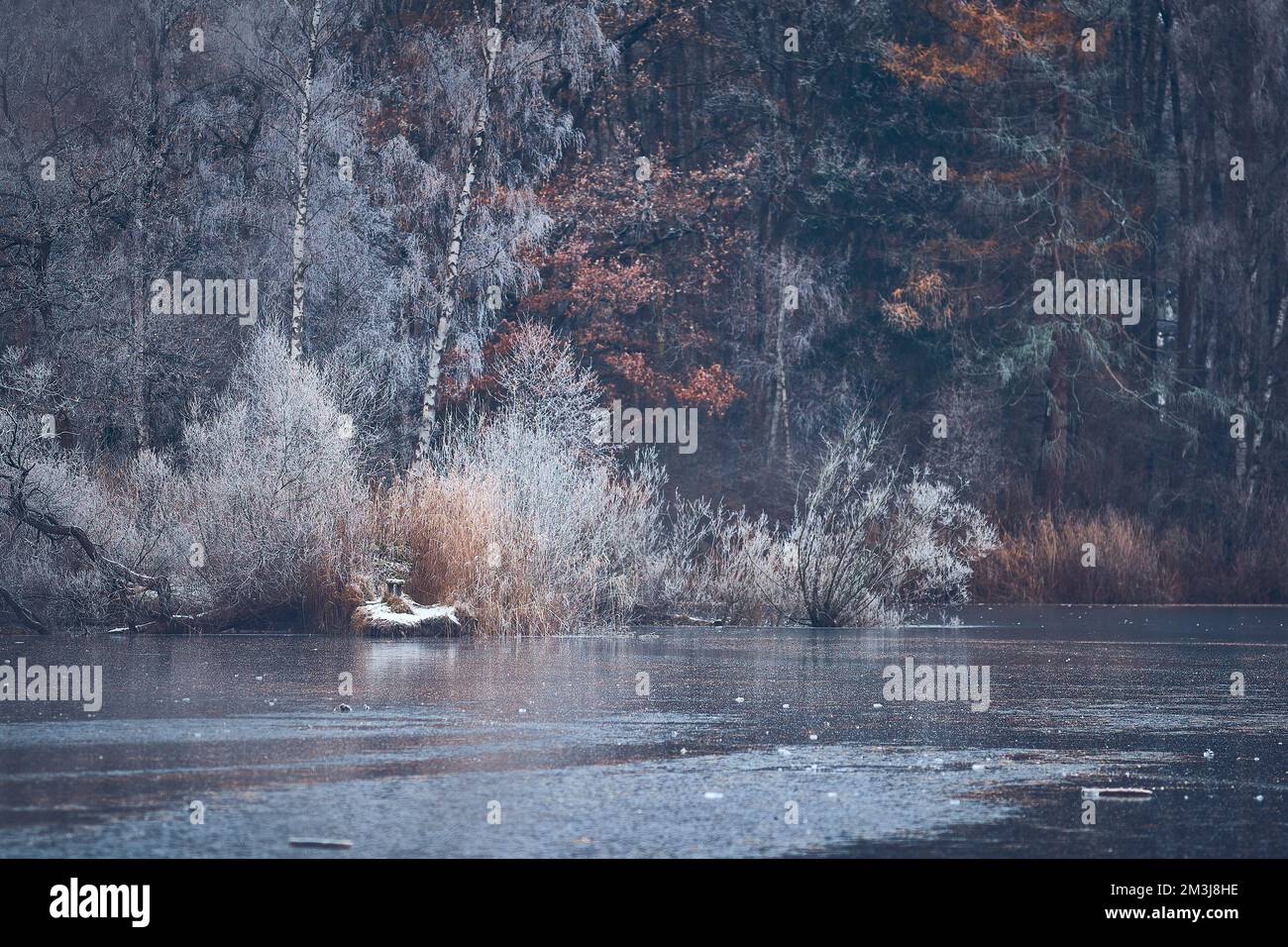 Gefrorener Teich im Wald in Norddeutschland. Hochwertiges Foto Stockfoto